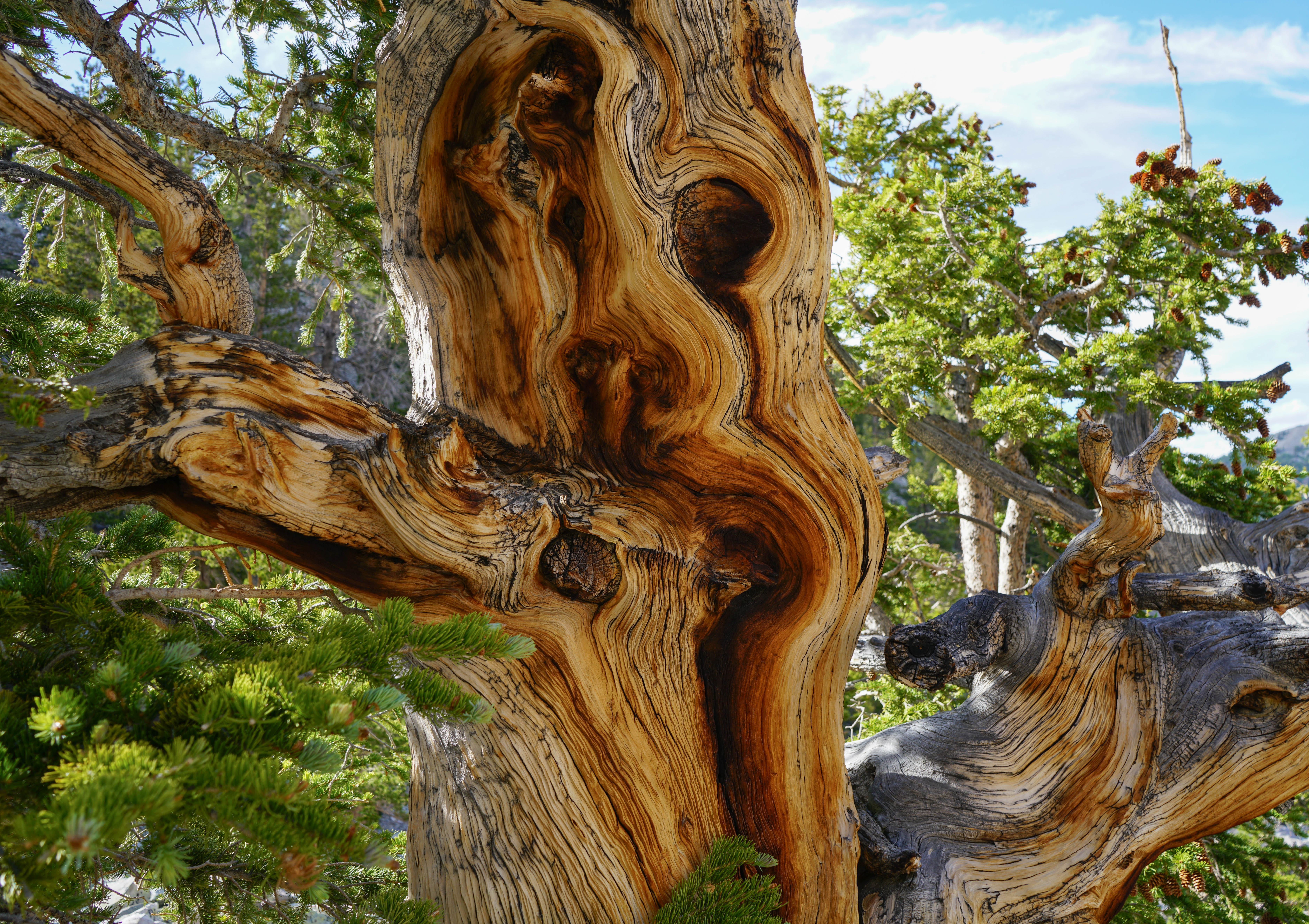 Bristlecone You gotta see these gnarly buggers to believe them