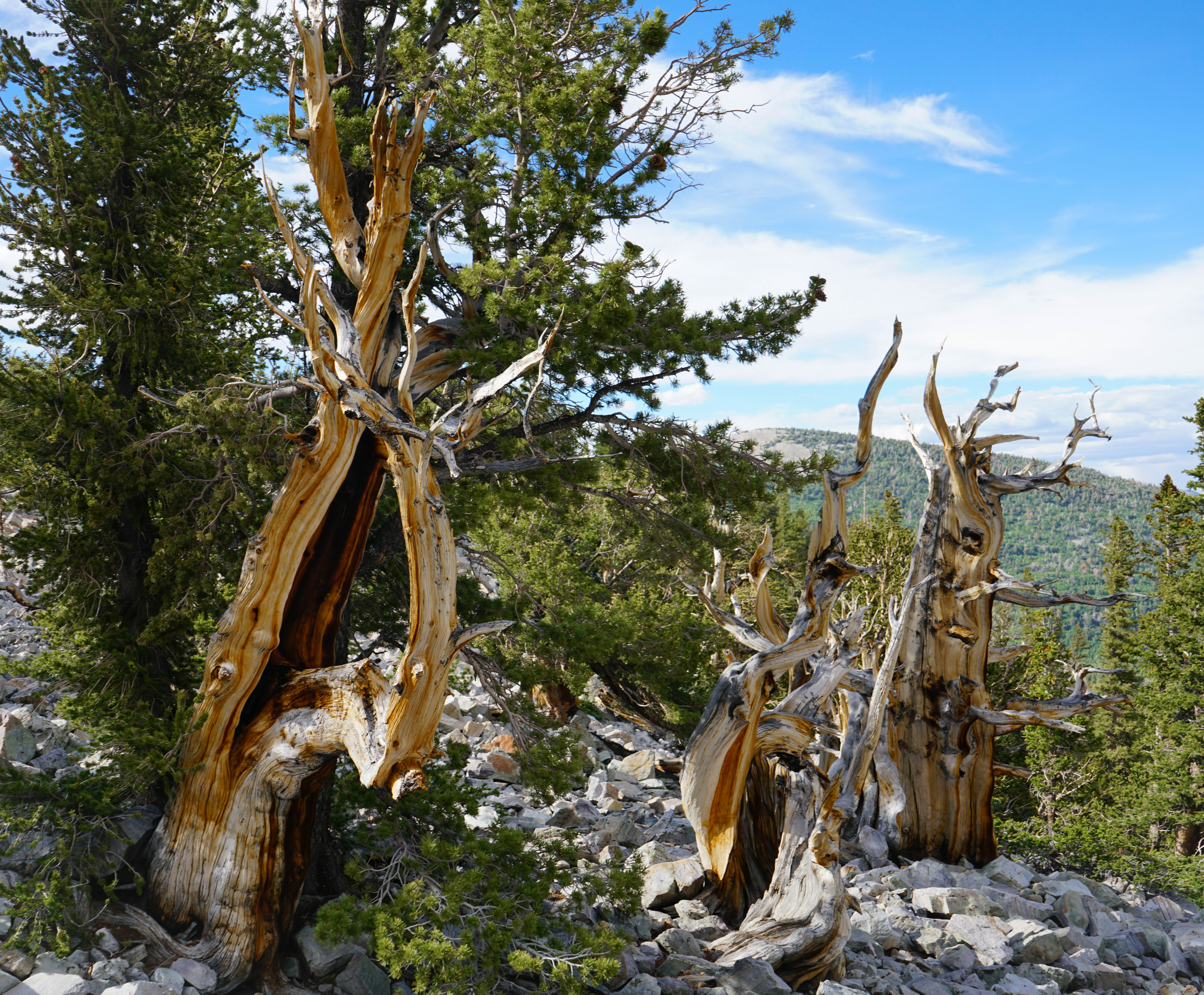 Bristlecone Forest You gotta see these gnarly buggers to believe them
