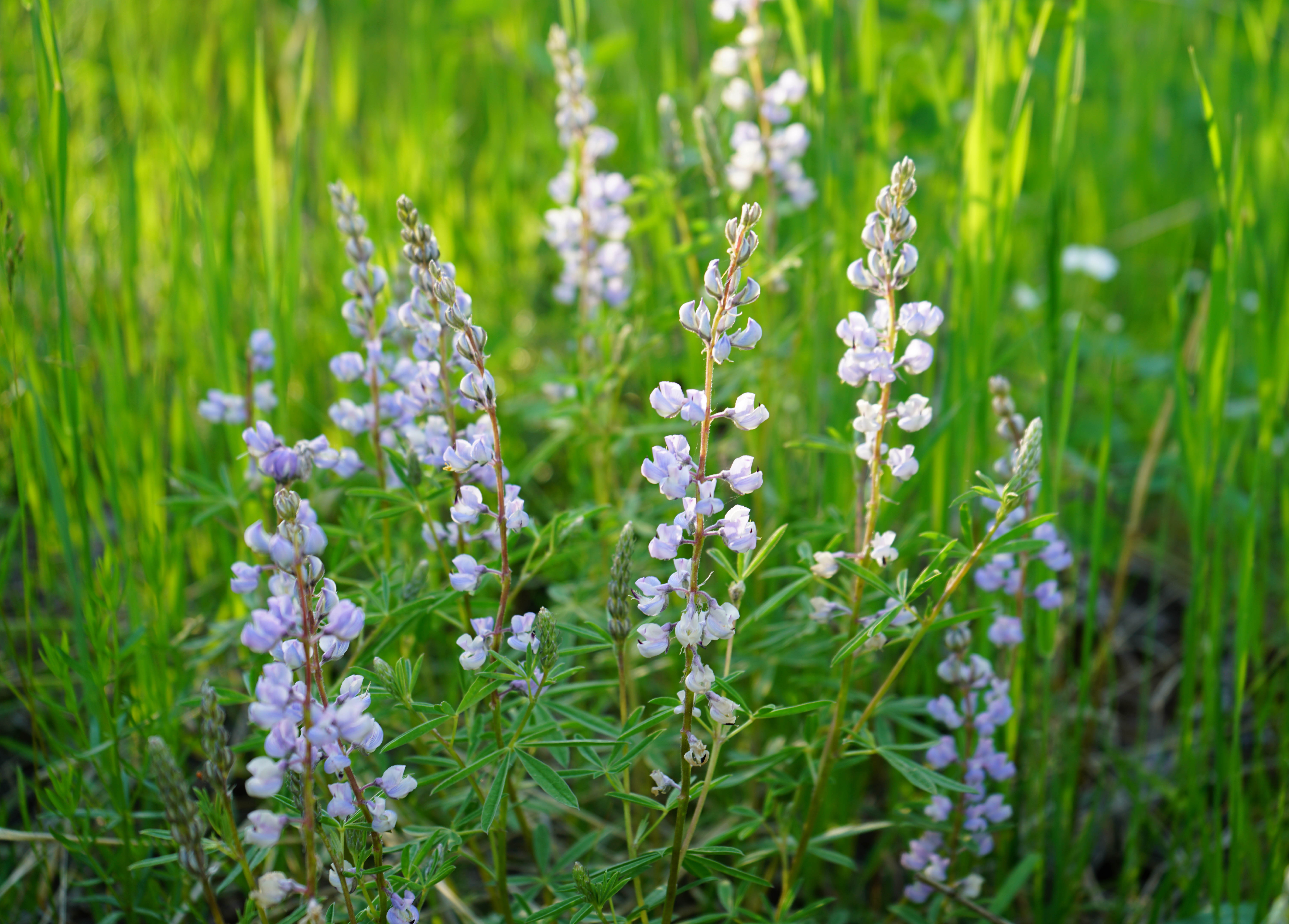 Flowers Beautiful flowers on the mountain