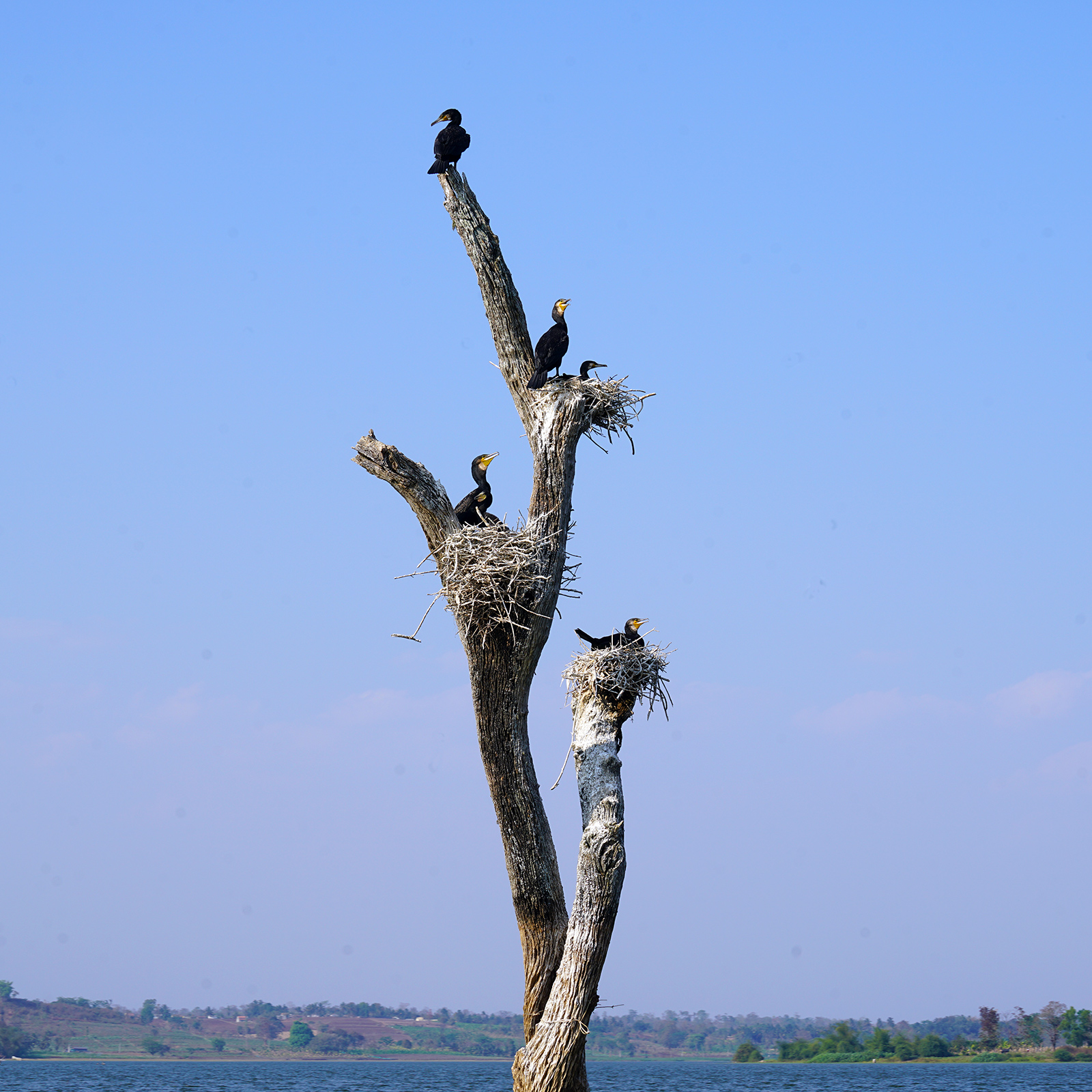 There are hundreds of species of birds in Nagarhole National Park