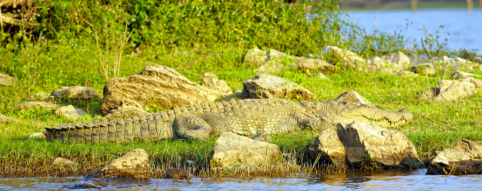 You even see the occasional dinosaur, er, crocodile