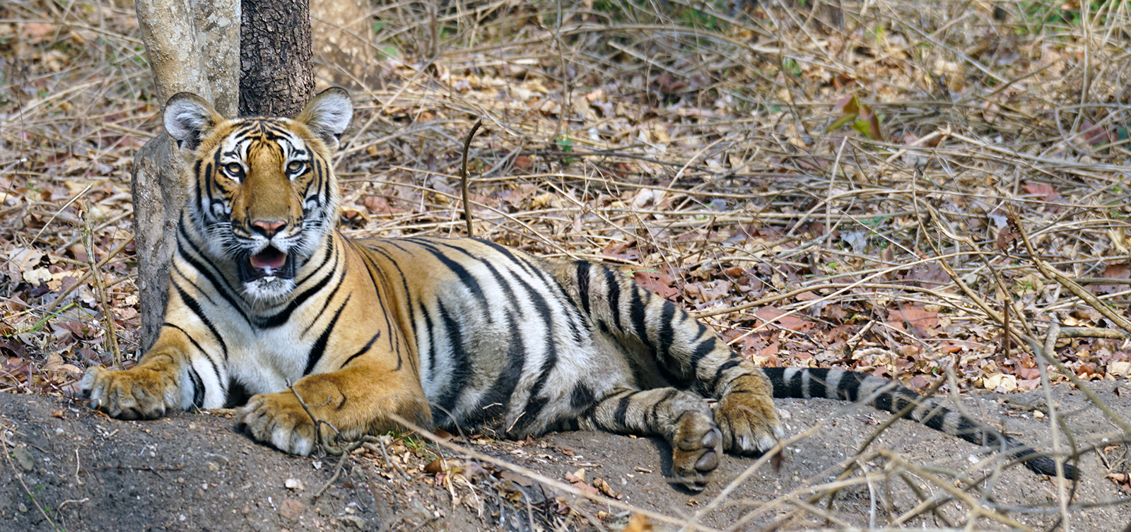Tigers!
