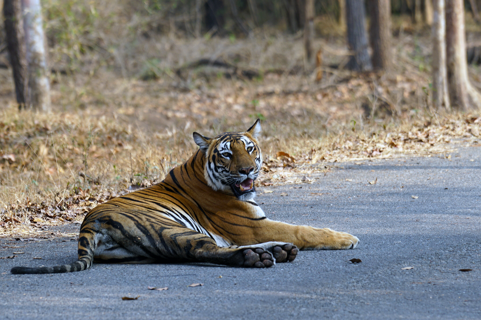 Tigers!