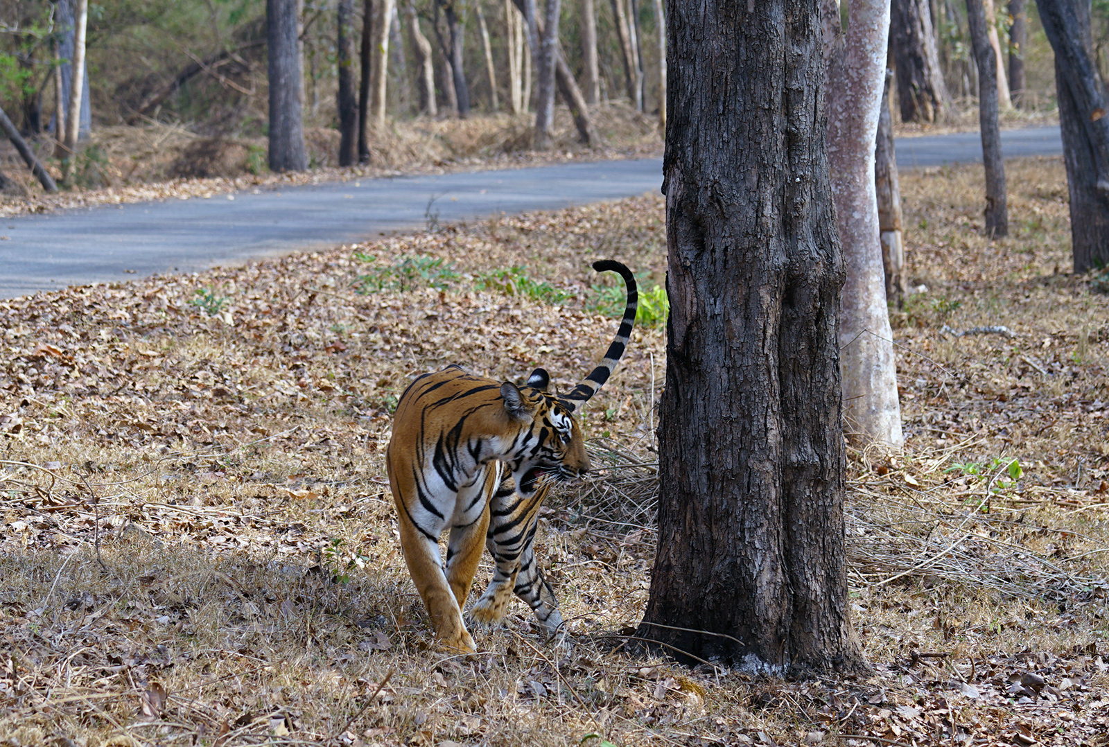 Tigers!