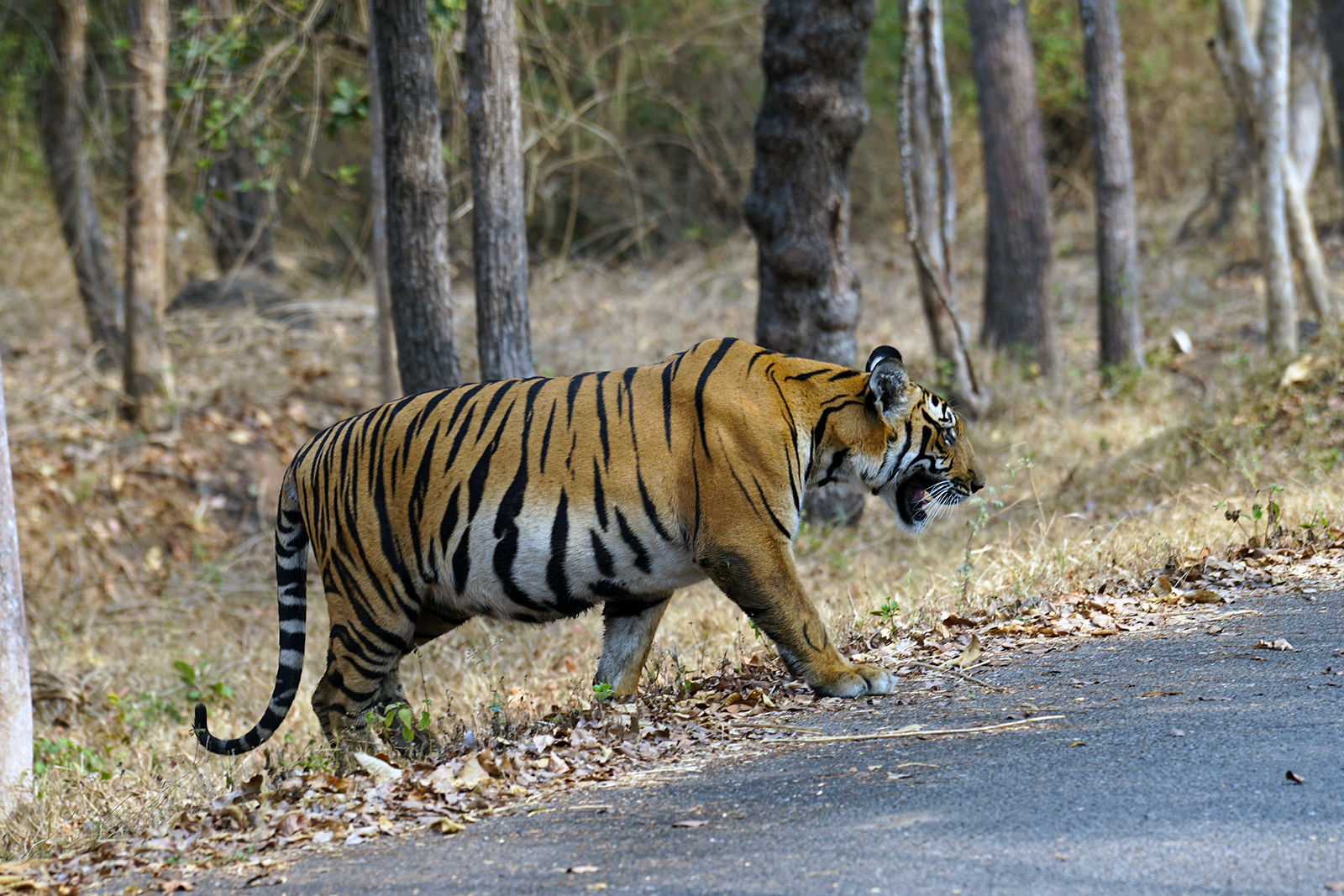 Tigers!
