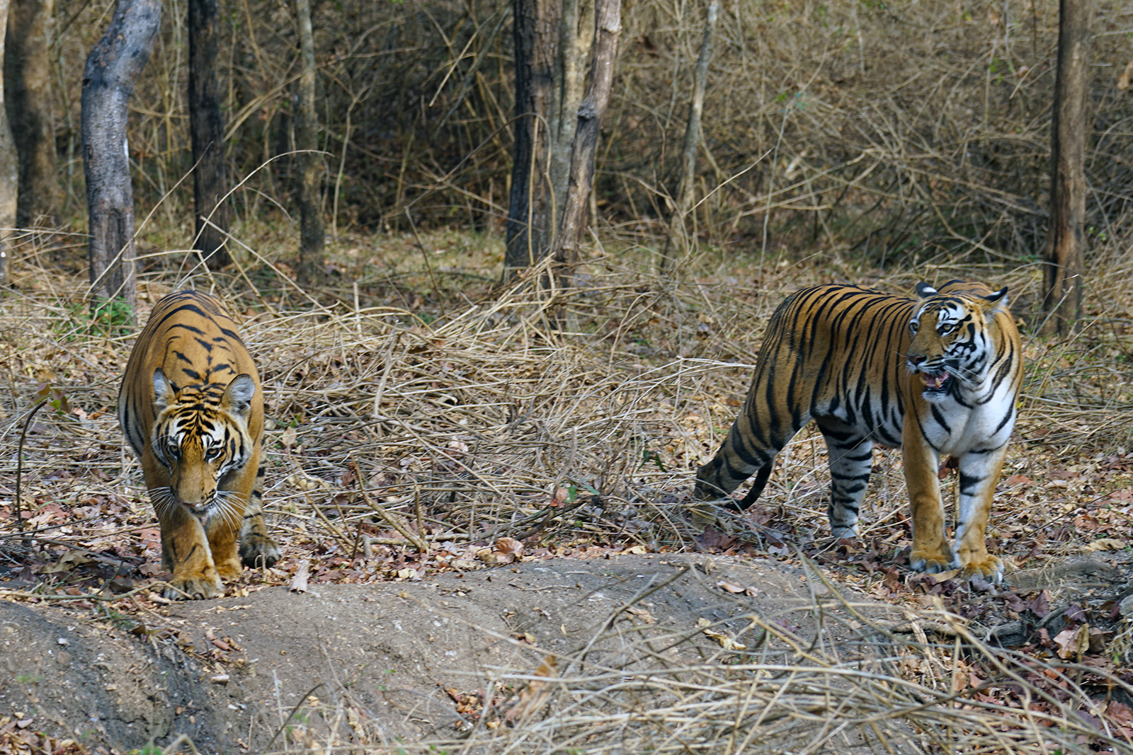 Tigers!