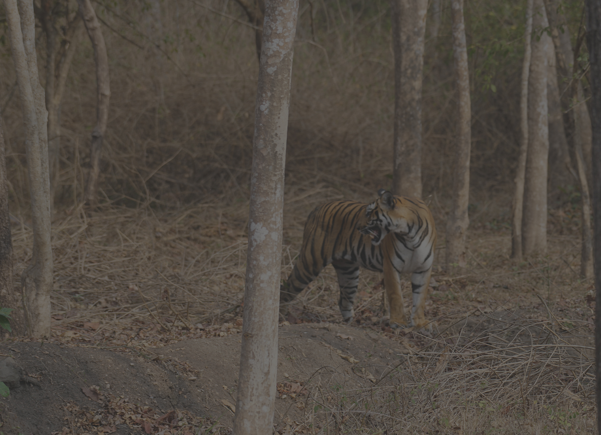 That Time We Saw Tigers