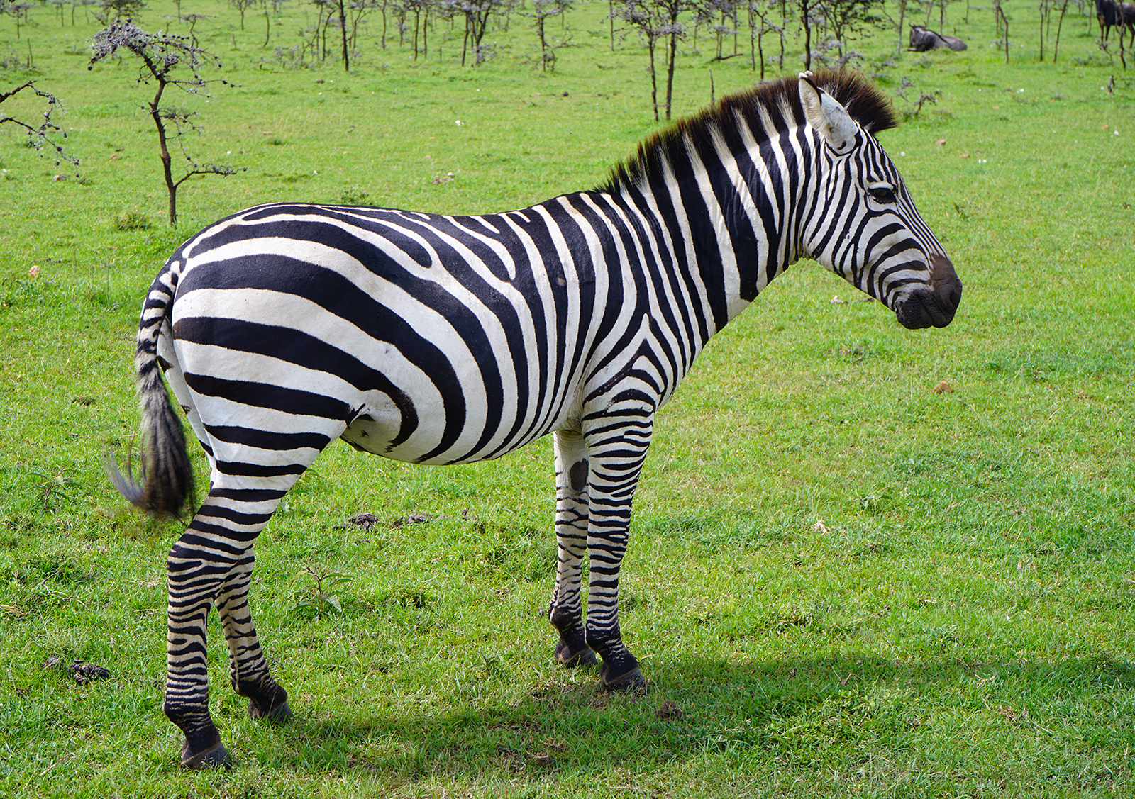 Our tiny plane landed on this ridiculous airstrip surrounded by zebras and other wildlife