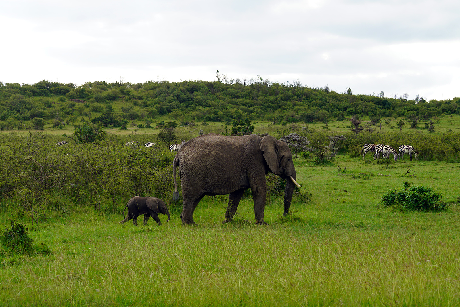 OMG baby animals are the cutest, especially baby elephants!