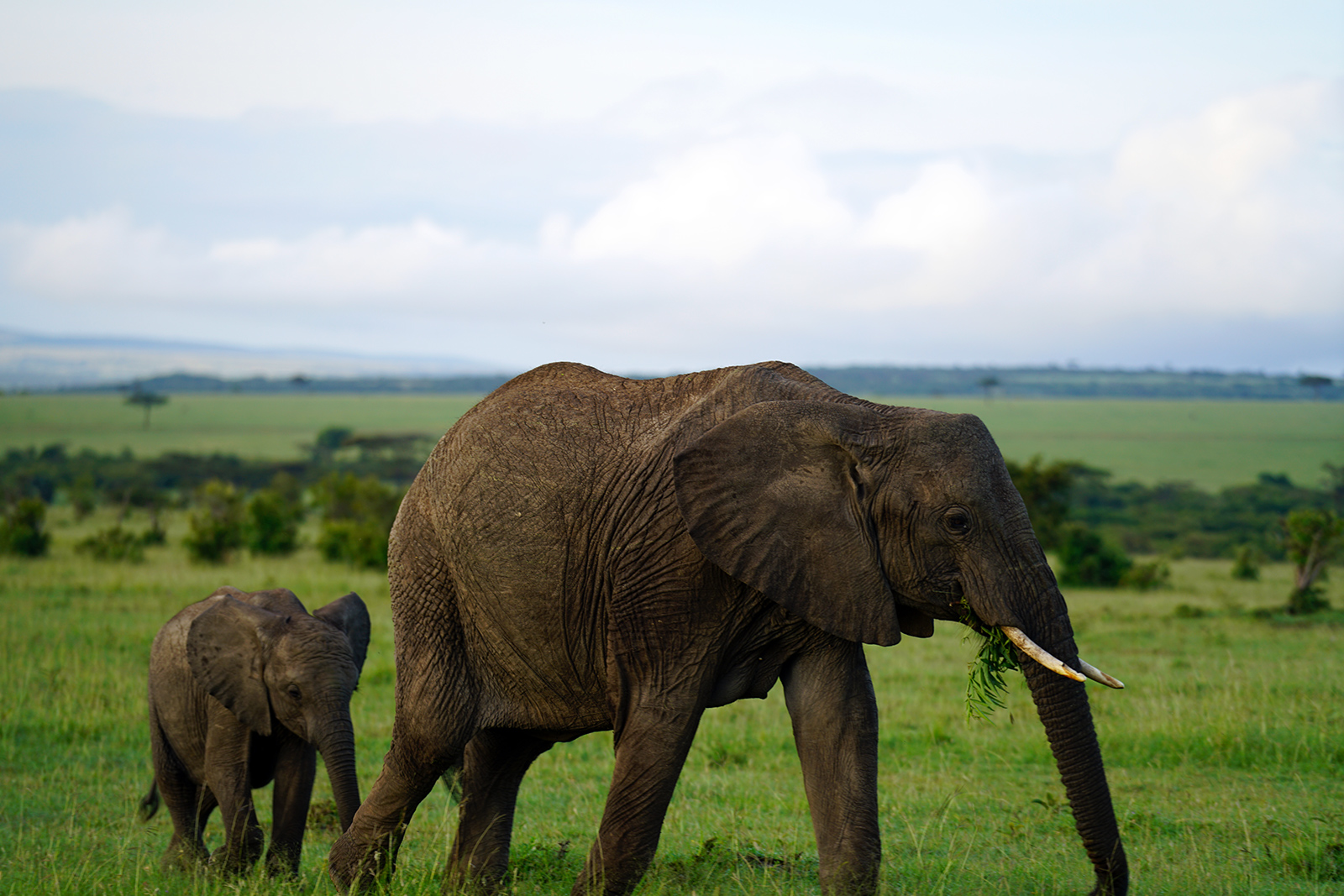 OMG more baby elephants!!!!