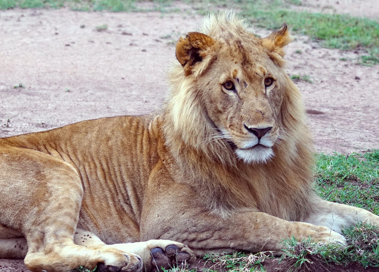 Seeing lions up close... they are truly majestic creatures