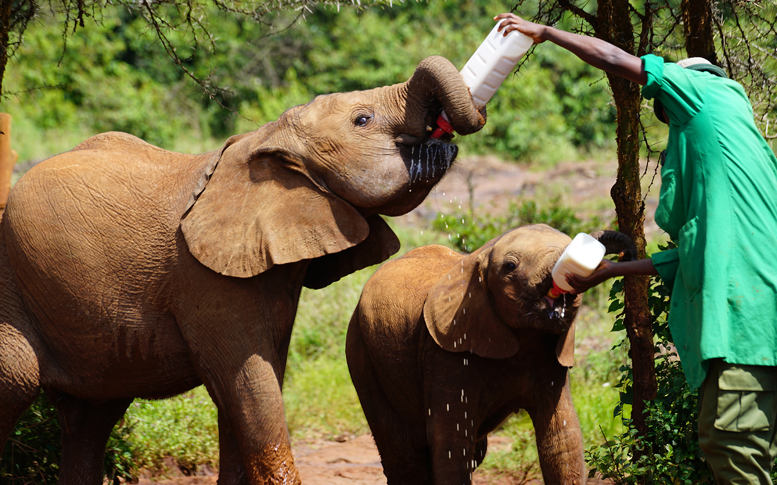 OMG baby elephants!!