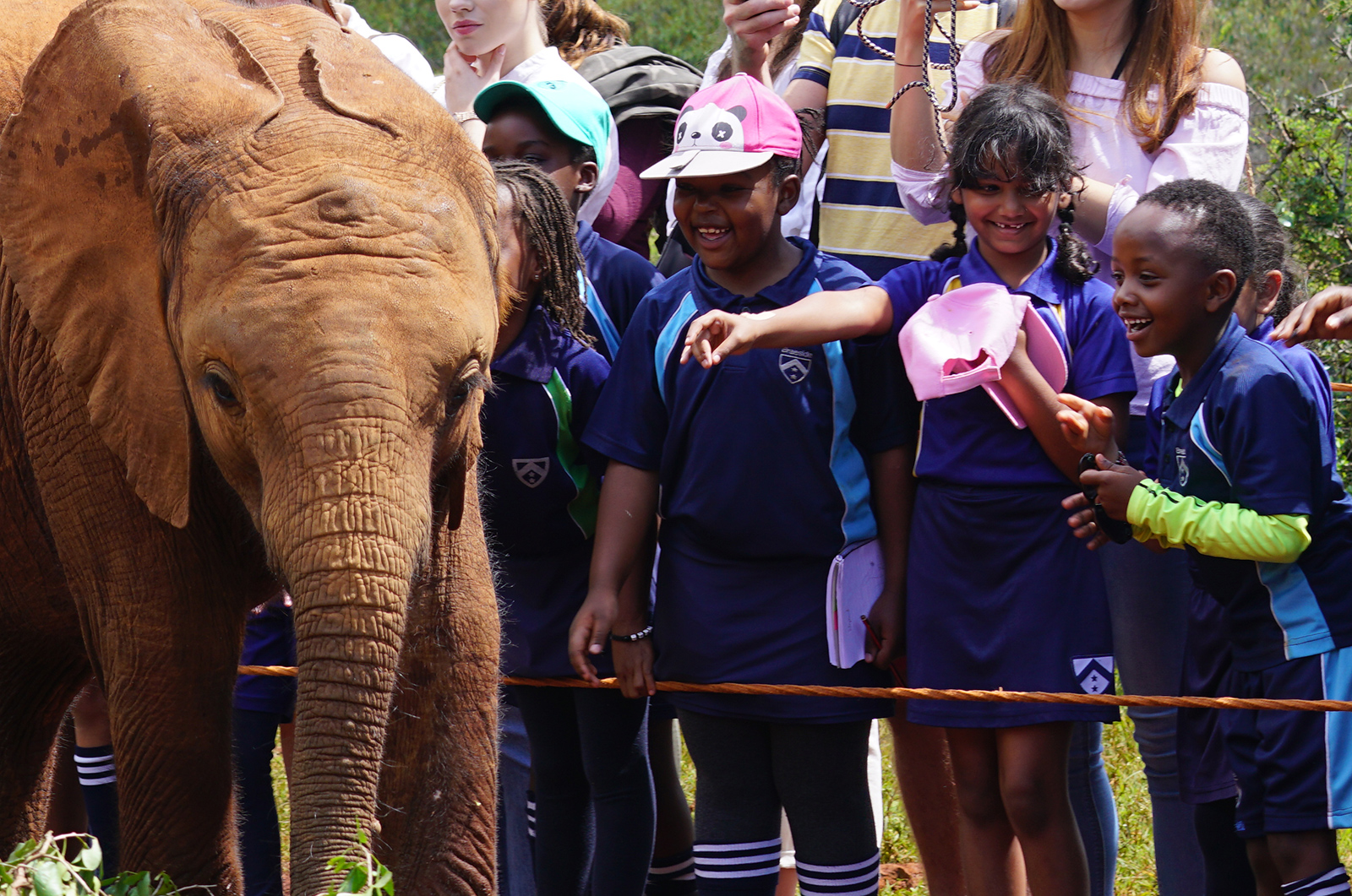 OMG baby elephants!!