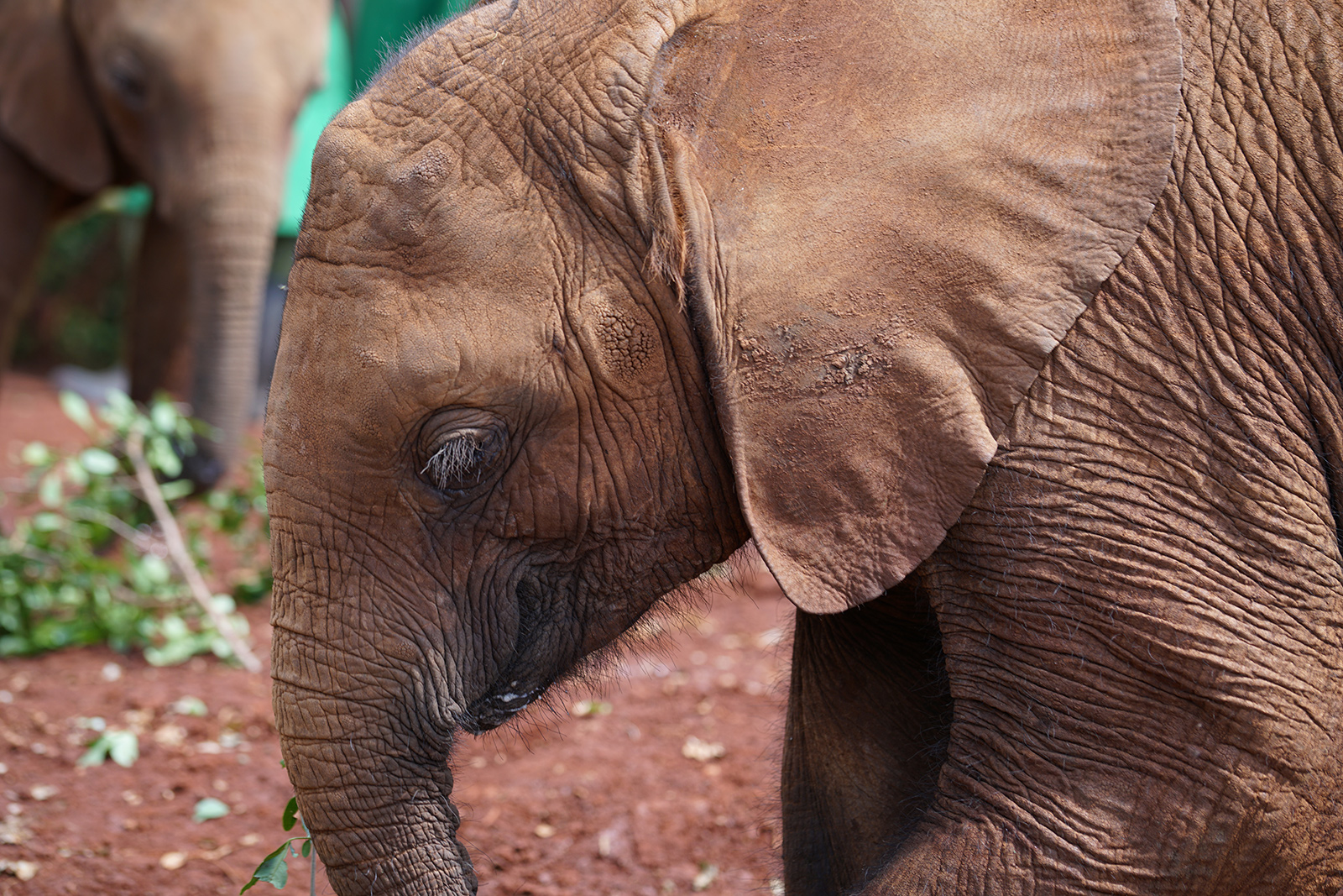 OMG baby elephants!!