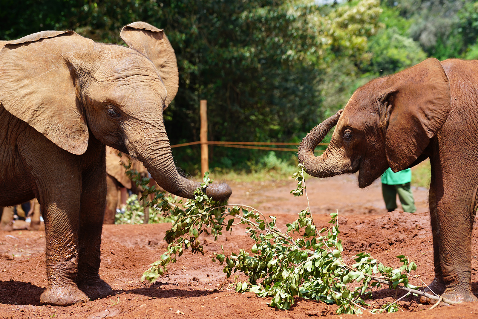 OMG baby elephants!!