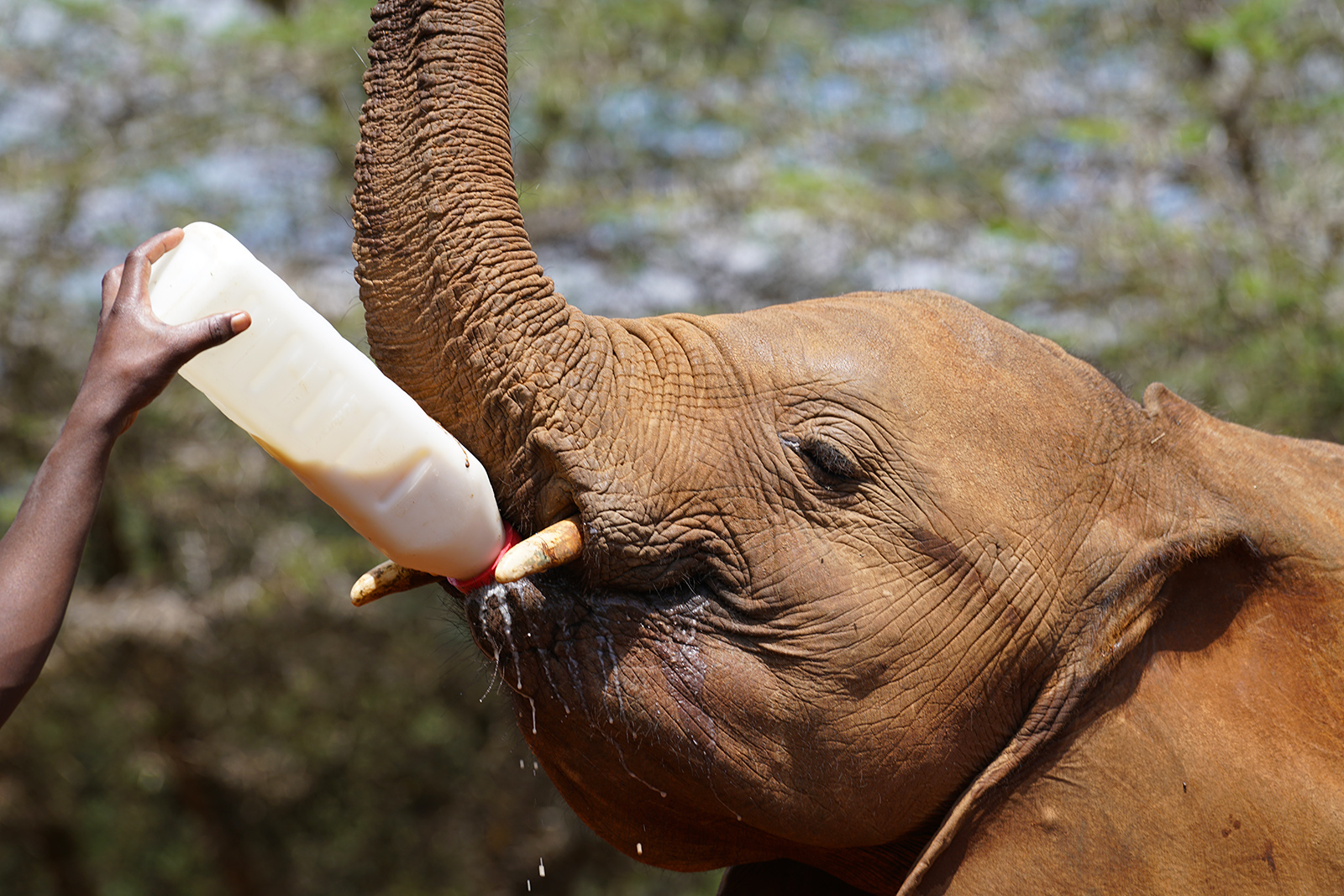 OMG baby elephants!!