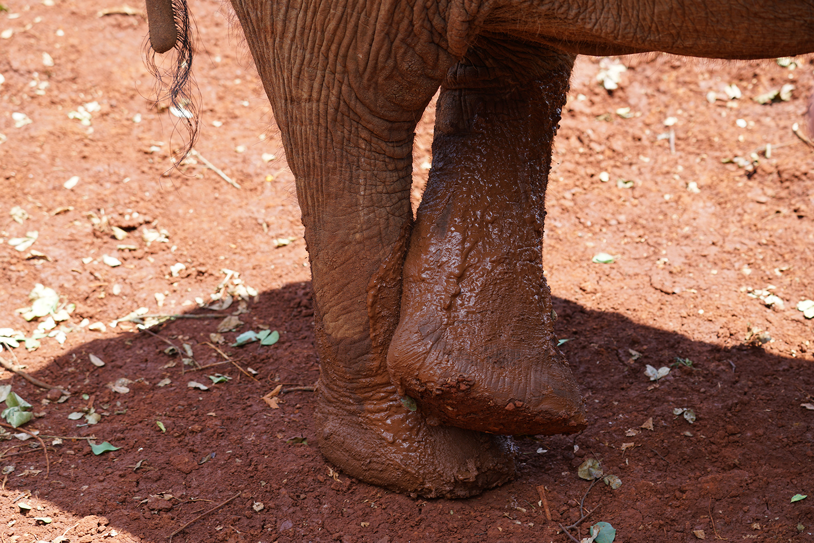 OMG baby elephants!!