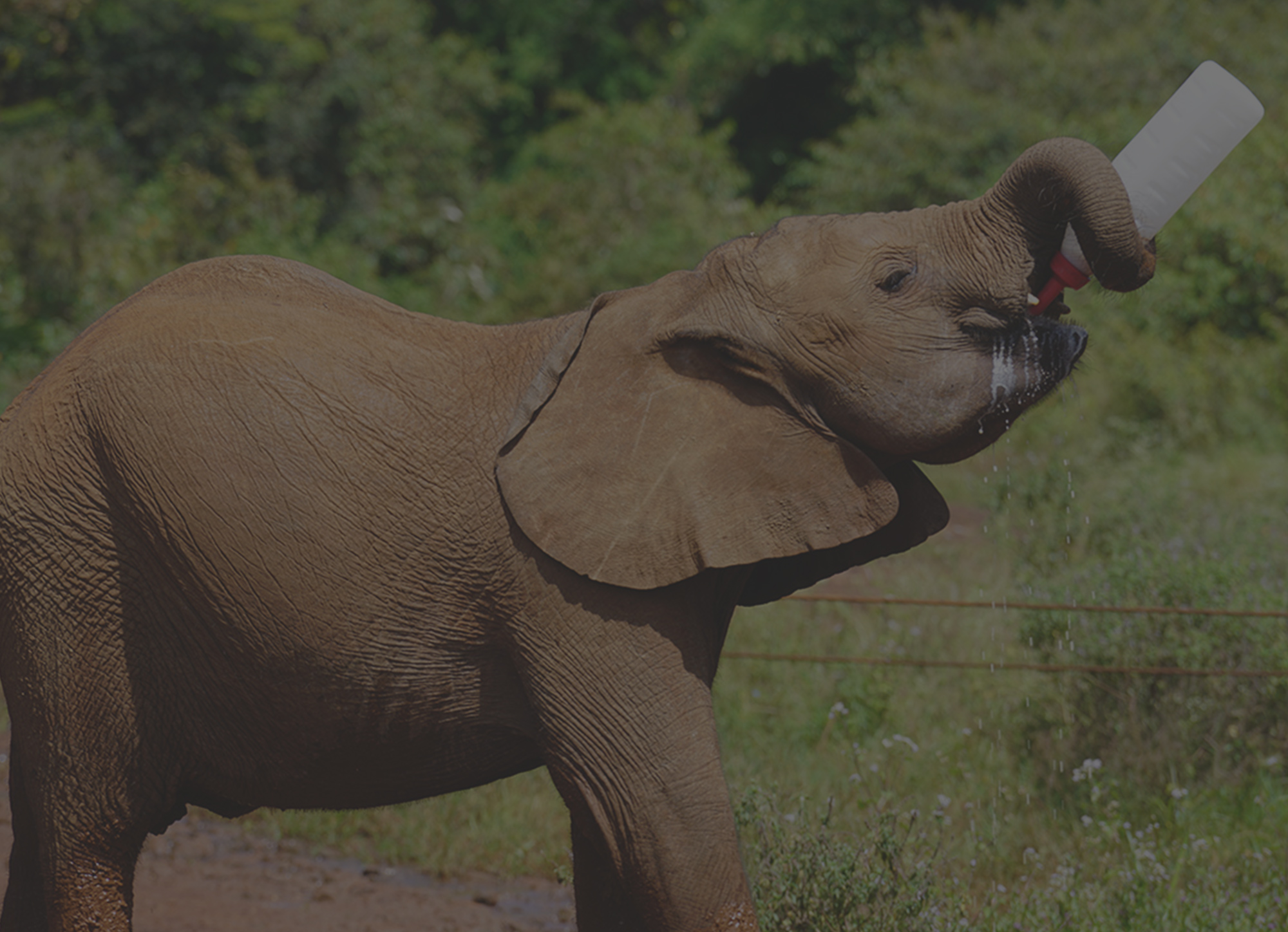 Baby Elephants Are Totes Adorbs
