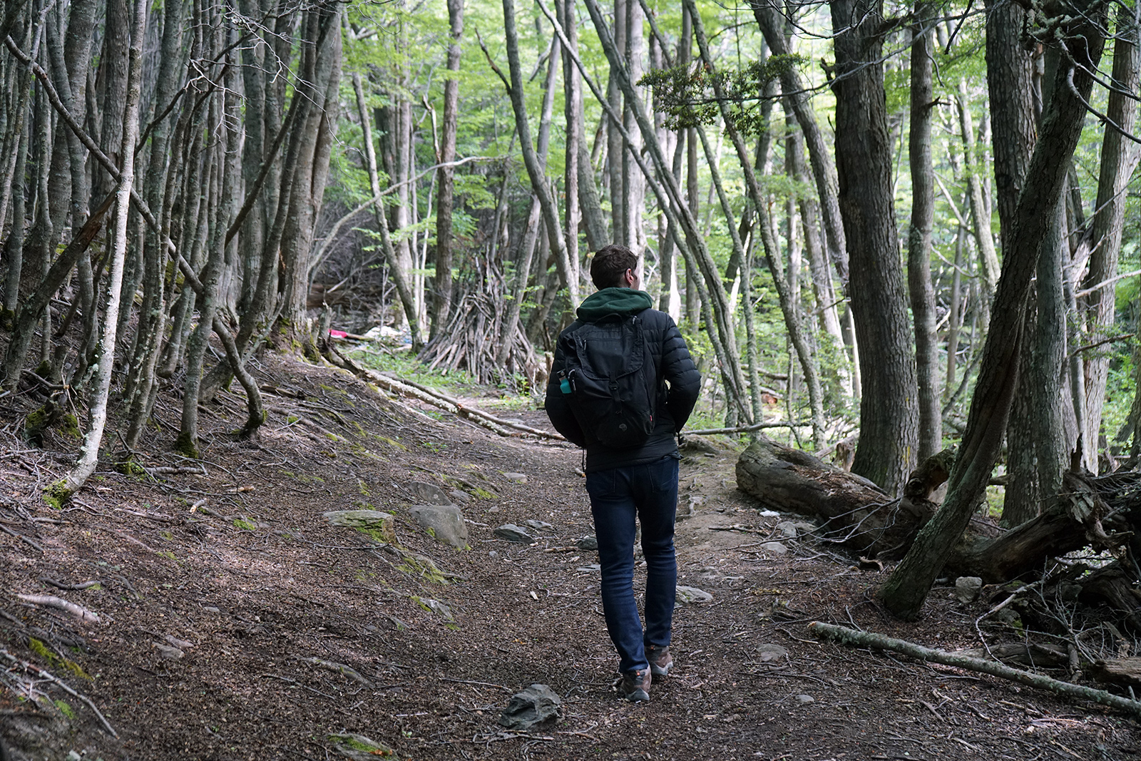 Climbing through Patagonian woods
