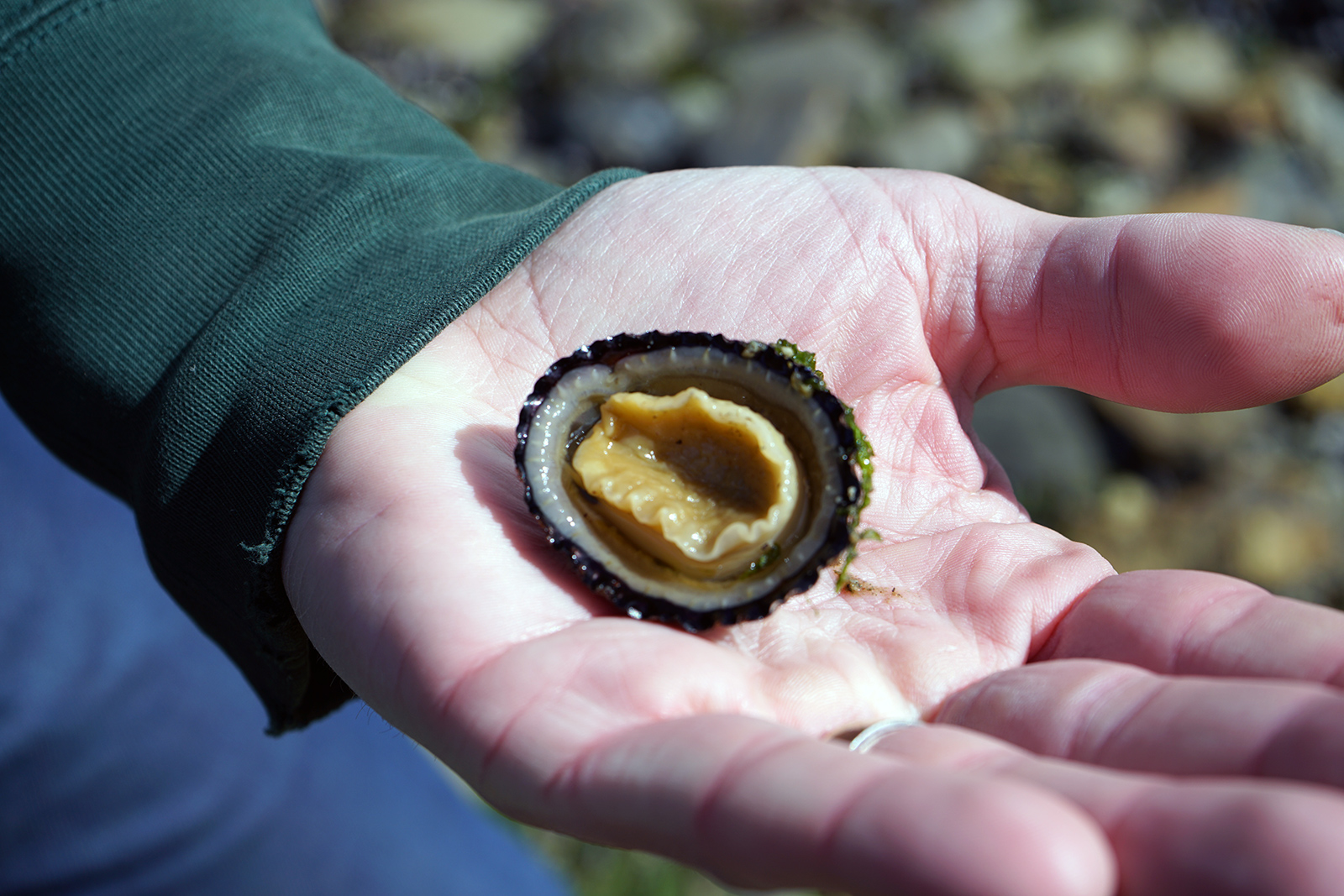 We found clams and oysters along the way