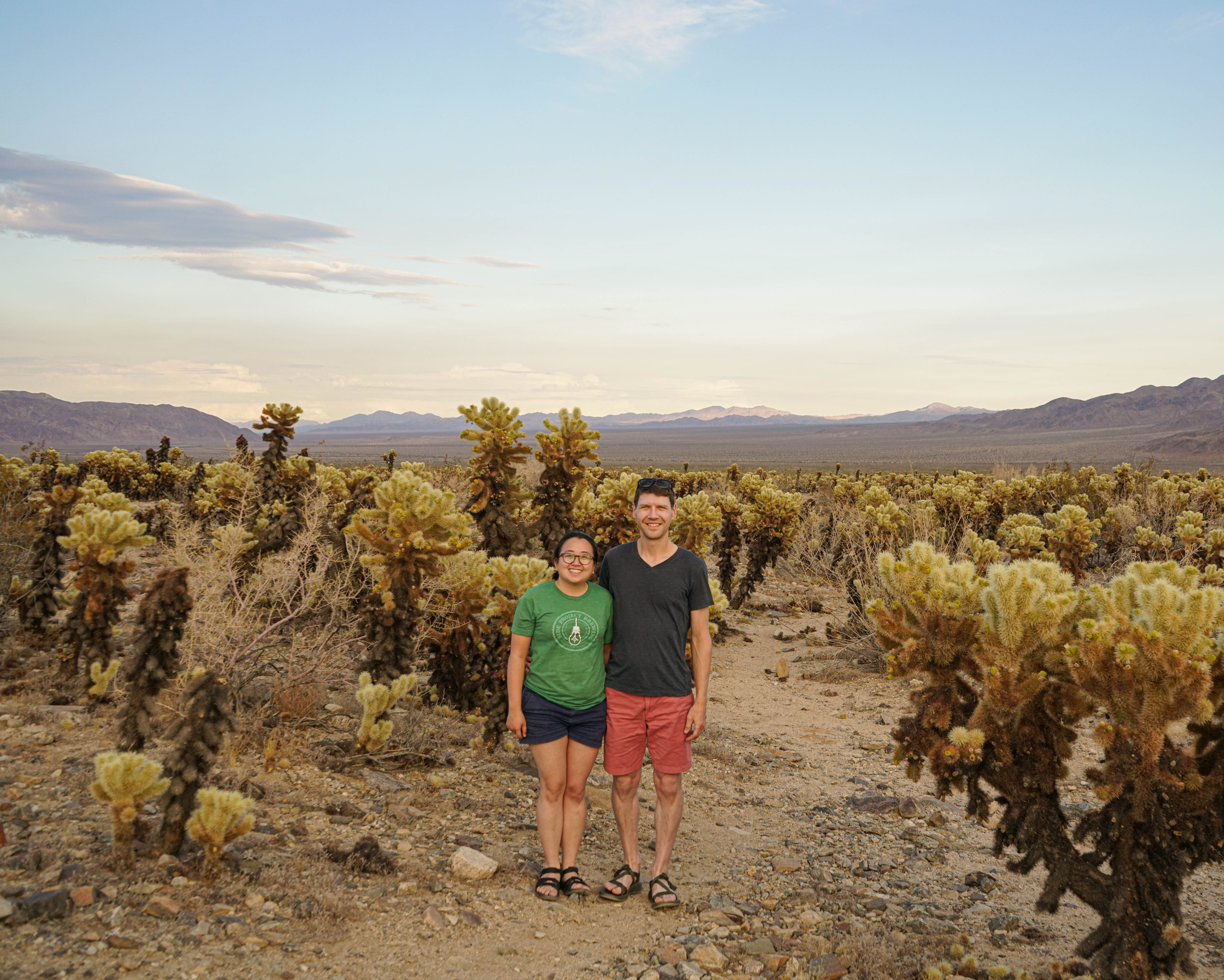 Joshua Tree Cactus