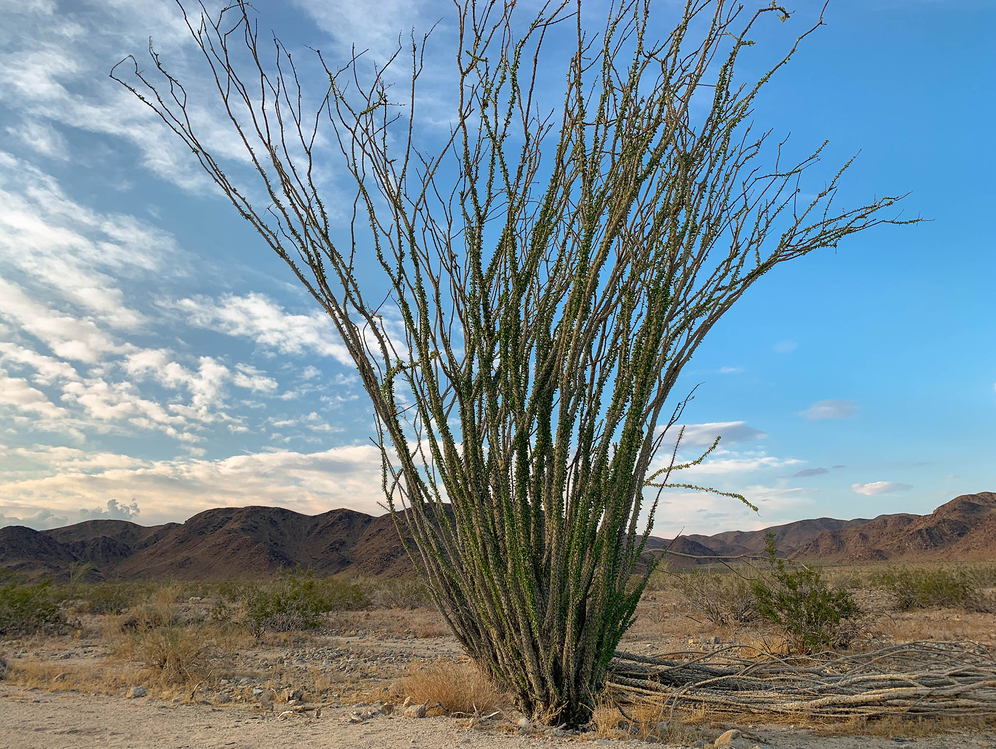 Joshua Tree Cactus