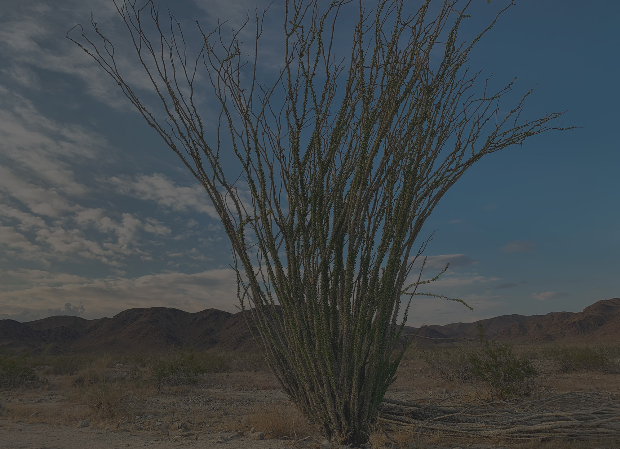 Joshua Tree National Park