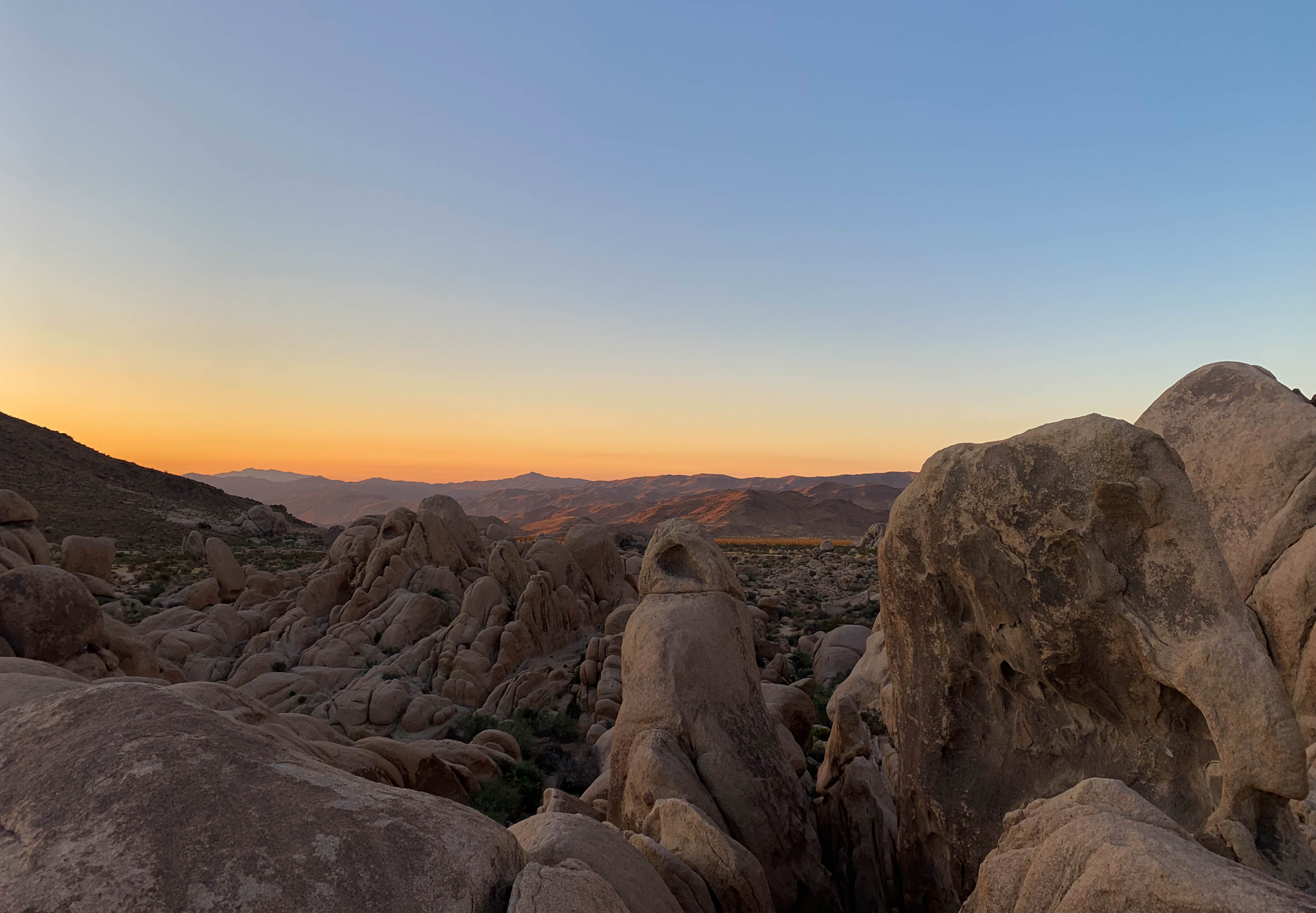 Joshua Tree Sunrise