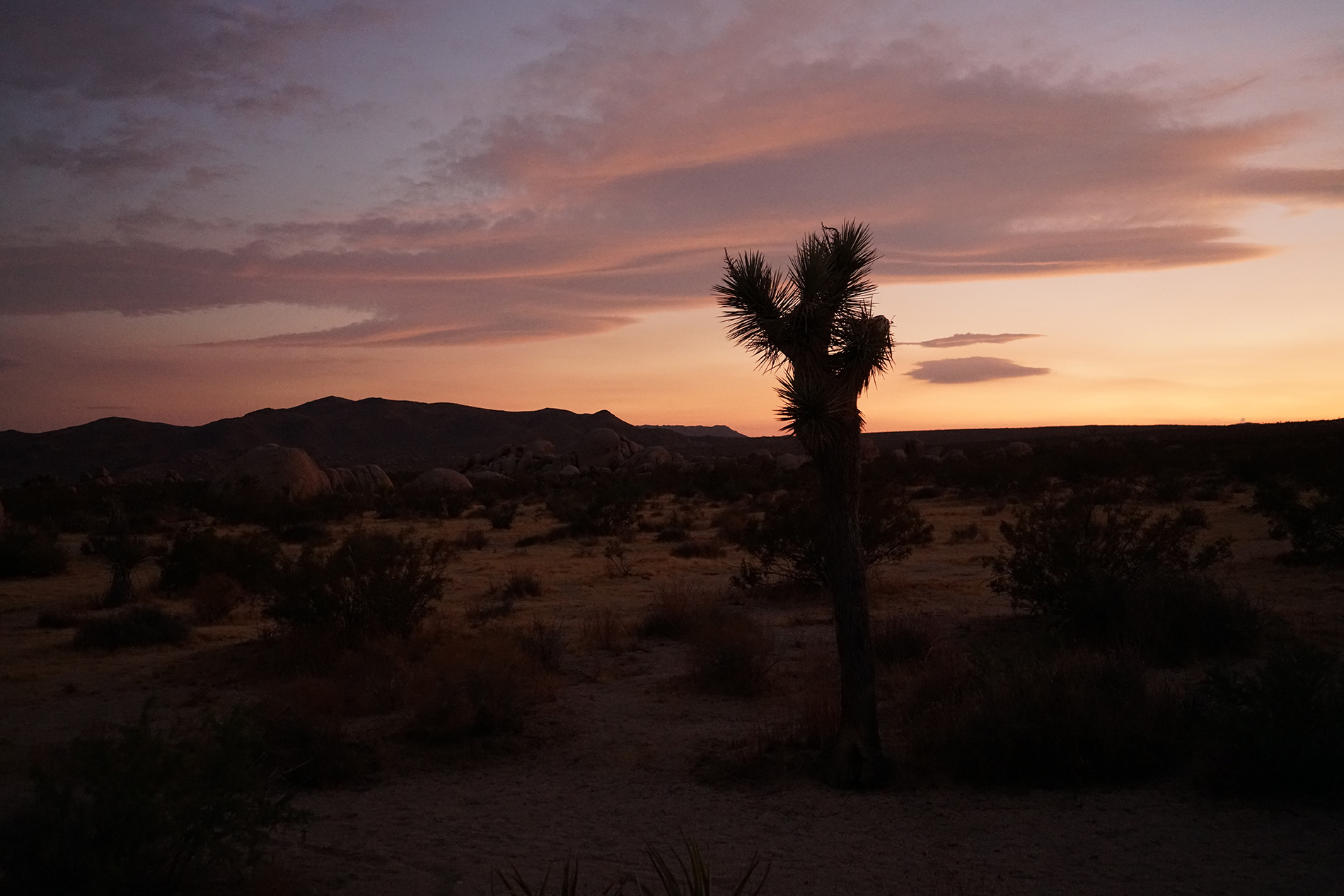 Joshua Tree Sunset